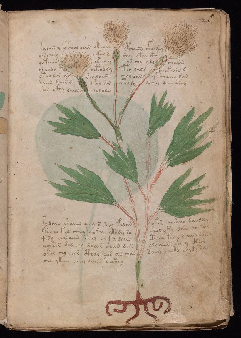 Folio 2r: plant with knapweed-like flower heads and a stylised red root