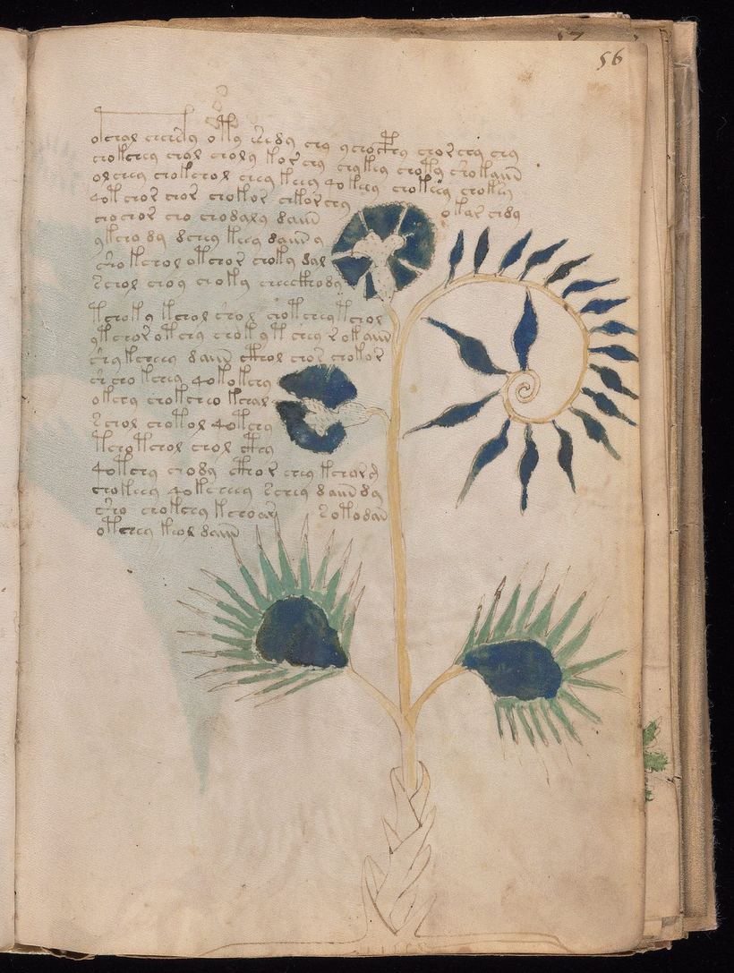 Folio 56r: fantastic plant with a spiral bud, bird-like shapes inside blue flowers and a braided root