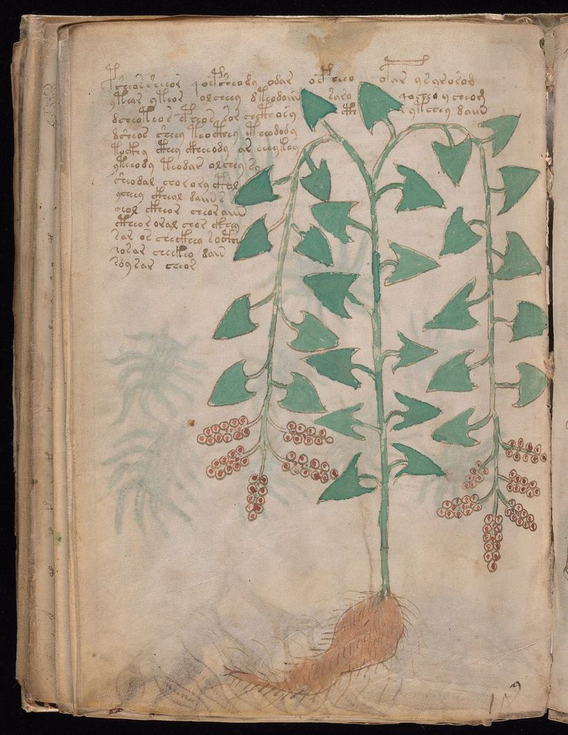 Folio 96v: plant with arrow-shaped leaves, hanging red-brown bead clusters and an elongated hairy root