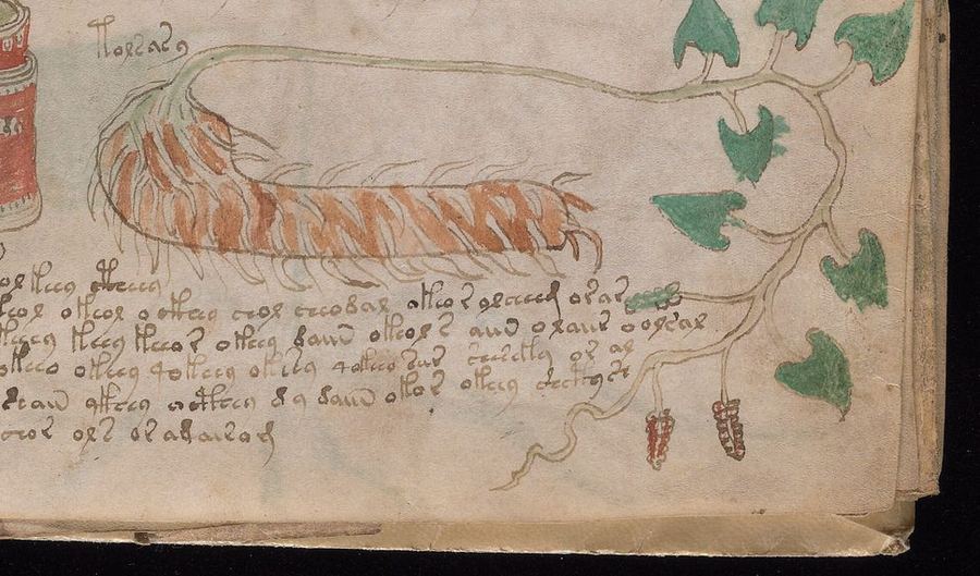 Fragment from folio 99r: a hairy caterpillar-like root, a vine with arrow-shaped leaves and two hanging red clusters