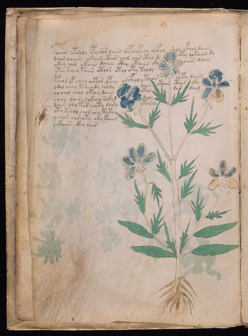 Folio 9v of the Voynich Manuscript: a plant with blue and yellow five-petalled flowers resembling a wild pansy; the text lines stop at the flowers